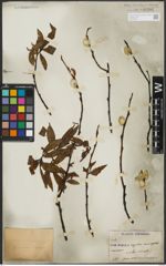 Foto von Salix rorida Laksch.